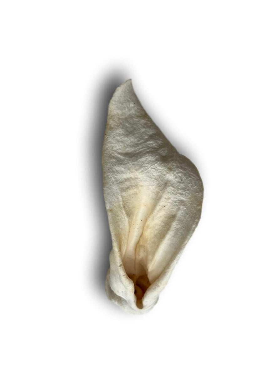 Healthy Dog Chew Lamb Ears